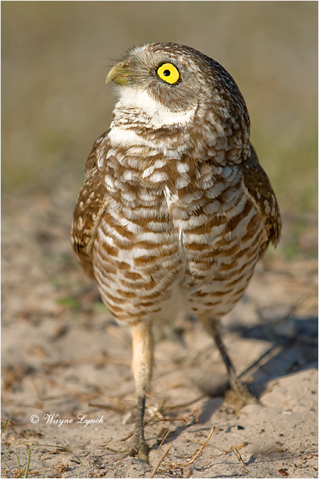 Florida Burrowing Owl 116 by Dr. Wayne Lynch &copy;